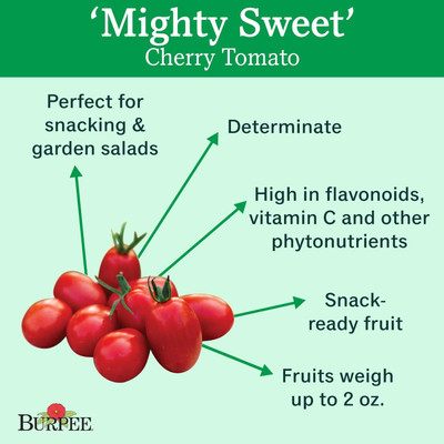 Qualtivate RES-9A Red Cherry/Grape Tomato Seed(300 per packet)