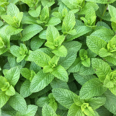 CYBEXIS NDIR-85 - Spearmint - (150 Seeds) Seed(150 per packet)