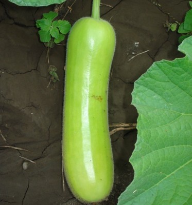 VibeX PUSA F1 Hybrid Bottle Gourd Naveen-(100 Gms, 500 Seeds) Seed(500 per packet)