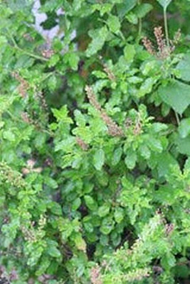 LPR TULSI, BASIL SEEDS Seed(100 per packet)