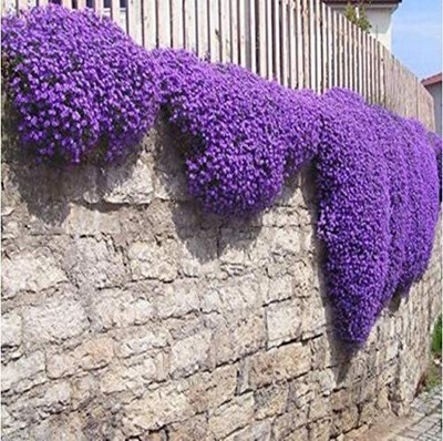 CYBEXIS VVI-55 - Ground Cover Creeping Thyme - (450 Seeds) Seed(450 per packet)