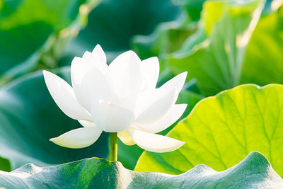 PASCLE lotus,kamal gatta Seed(10 per packet)