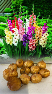 Haritadhara Gladiolus/Sword Lily Flower Bulbs Fresh Packed Bulbs - Pack of 02 Multicolor Seed(1 per packet)
