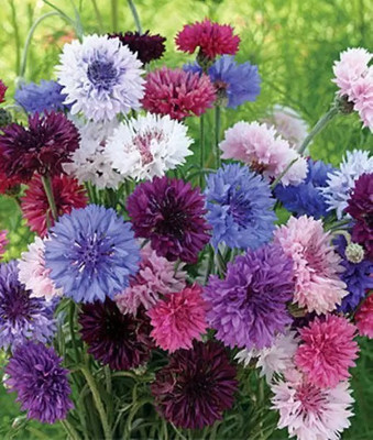 MAA Cornflower Seed(14 per packet)