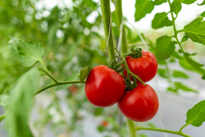 VNR tomato Seed(100 per packet)