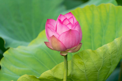 Weird lotus,kamal gatta Seed(11 per packet)