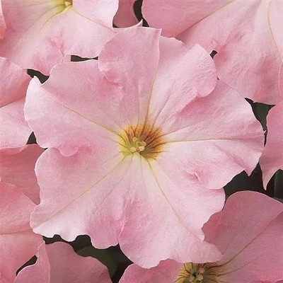 WHADE Appleblossom Petunia Seed(150 per packet)
