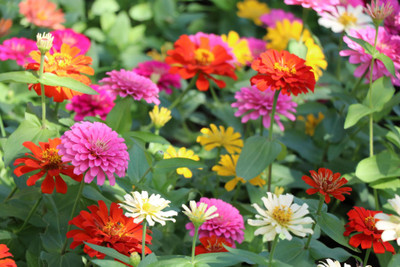 abiswas Zinnia Mixed Flower Seeds for Planting Seed(280 per packet)