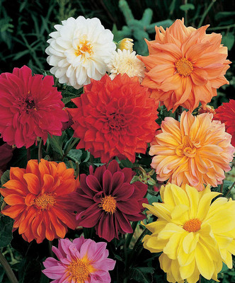 WILLVINE GBPUT-449 Dahlia Variablis Beauty Mixed Flower Seeds Seed(50 per packet)