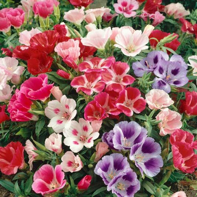 Aywal Clarkia elegans double mix Seed(50 per packet)