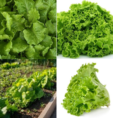 ibains Lettuce iceberg fresh seeds beej 13 Seed(13 per packet)