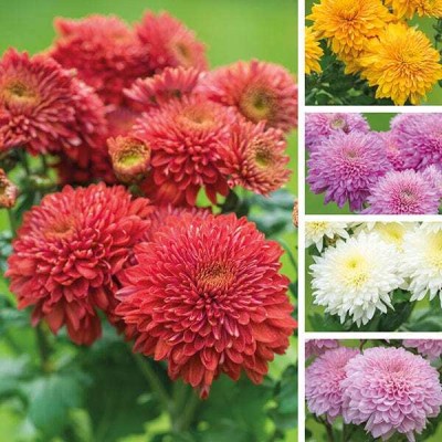 Flipkart SmartBuy Exotic Chrysanthemum Flower Mix Seed(50 per packet)