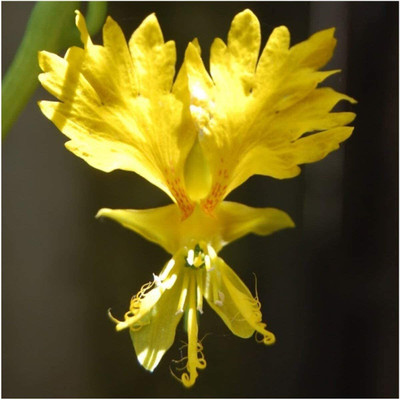WILLVINE ™ Canary Creeper Nasturtium (Tropaeolum peregrinum)-2000 SEEDS Seed(2000 per packet)