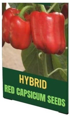 VibeX NDIR-51 - Capsicum Red Colour - (150 Seeds) Seed(150 per packet)