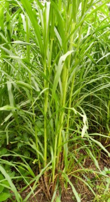 MAHAMAYA A TO Z Super Napier Grass Stick, Elephant grass, King grass, Uganda grass Stick Seed(40 per packet)