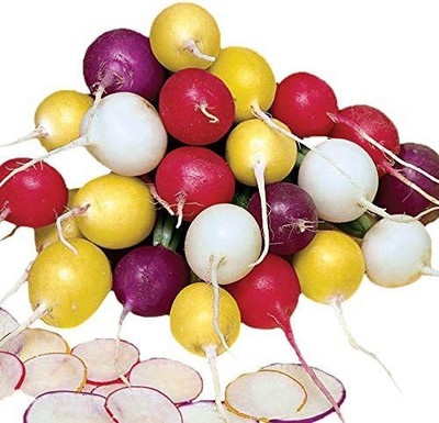 CYBEXIS NBIR-8 - Beauty Blend Radish Five Colorful Varieties - (250 Seeds) Seed(250 per packet)