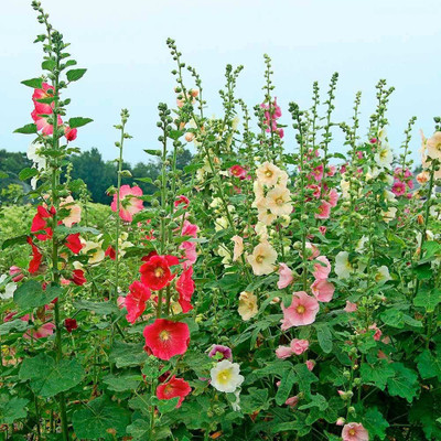 ACCELCROP Hollyhock Hybrid Seed(10 per packet)