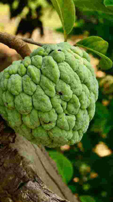 Flipkart SmartBuy Custrad Apple Setaphal Seed(30 per packet)