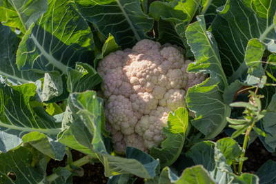 SM PLUS white cauliflower,gobhee seeds Seed(16 per packet)