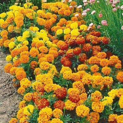 CYBEXIS XL-80 - Marigold Mixed Color - (750 Seeds) Seed(750 per packet)