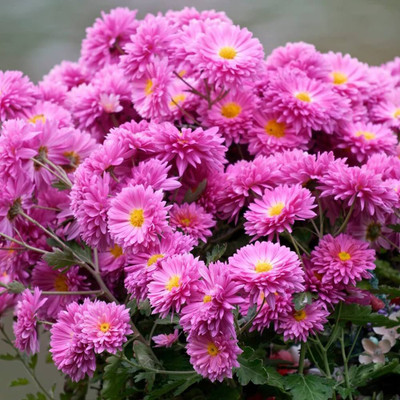 the green dotcom Chrysanthemum flower seeds mixed PACK OF 9 Seed(9 per packet)