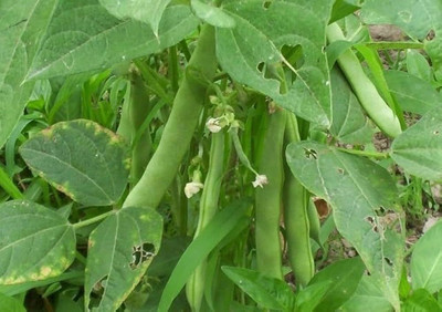ibains Beans vegetable seeds pack of 84 Seed(84 per packet)