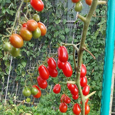 CYBEXIS High Germination Rare Tomato Seed Cold tolerant2000 Seeds Seed(2000 per packet)