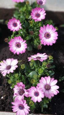 Aywal Osteospermum White Color Flower Seed(80 per packet)