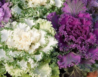 Aywal Ornamental Cabbage / kale Mix Heirloom Flower Seed(90 per packet)