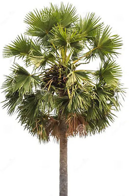 SM Exports PAlmyra tree seed Seed(50 per packet)