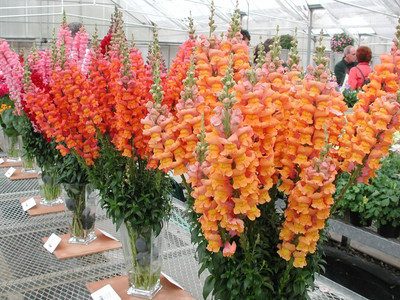 CRGO SNAPDRAGON Seed(90 per packet)