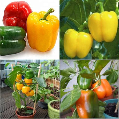 ibains Capsicum combo seeds shimla mirchi pack of 55 Seed(55 per packet)