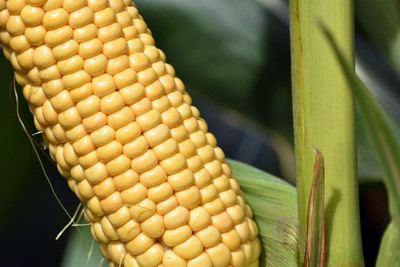 LPR BUTTA , SWEET CORN Seed(30 per packet)