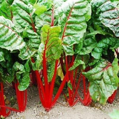 CYBEXIS High Germination Swiss Chard Rhubarb RED Seeds Beta Vulgaris2000 Seeds Seed(2000 per packet)