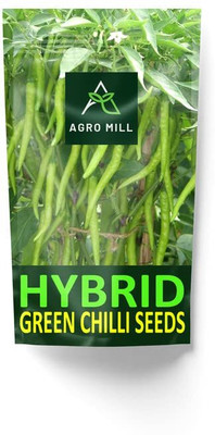 WILLVINE GBPUT -I Sadabahar Chilli/mirch Seeds[50gm, 10000 Seeds] Seed(10000 per packet)