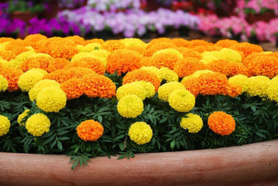 VibeX GBPUT-61 - Marigold Cracker Jack - (250 Seeds) Seed(250 per packet)