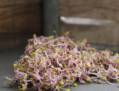 CYBEXIS RADISH SEEDS - RED VULCANO, ORGANIC -100 Seeds Seed(100 per packet)