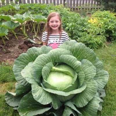 KNESSiN Cabbage Giant Seed(200 per packet)