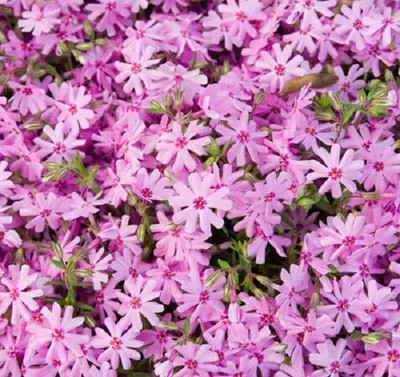 CYBEXIS Creeping Phlox, Pink400 Seeds Seed(400 per packet)