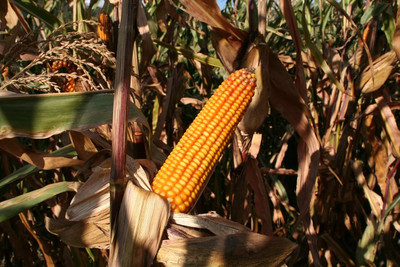 ASPEN Corn Seeds | Makka Solam Seed(50 per packet)