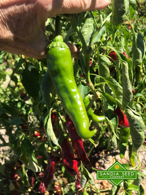 KNESSiN Disease-Resistant XHot Barkers Green Pepper Seeds For Planting-(300 Seeds) Seed(300 per packet)