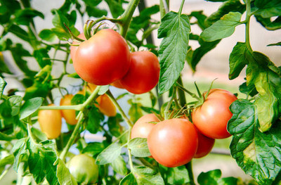iyurvadik tomato Seed(155 per packet)