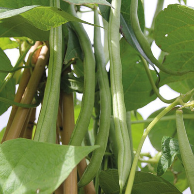 Cloud Farm French Beans Seed(100 per packet)