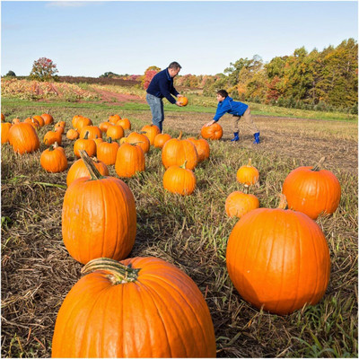 Qualtivate GXL-6AT Connecticut Field Pumpkin Seeds Seed(50 per packet)