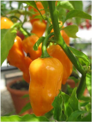 ENINE Chilli Seed(50 per packet)