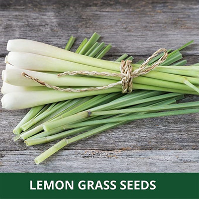CYBEXIS PAU-96 - Lemongrass - (2250 Seeds) Seed(2250 per packet)