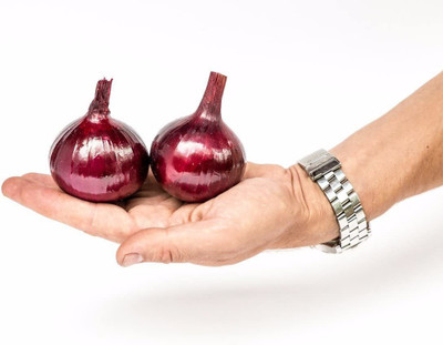 CYBEXIS TLX-75 - Onion Red Baron Neutral Giant - (13500 Seeds) Seed(13500 per packet)