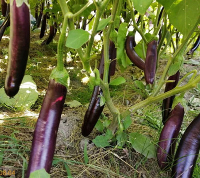 UGRA Long Purple Eggplant Seed(150 per packet)