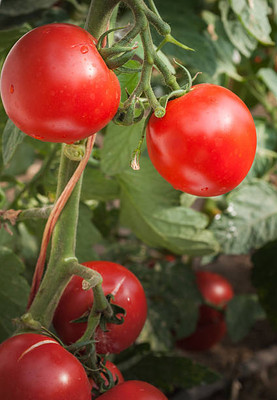 Madhav Pragya Agro tomato Seed(85 per packet)