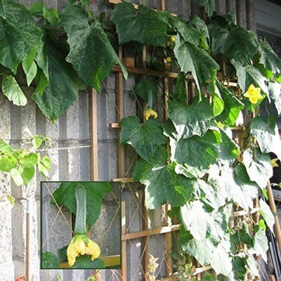 CYBEXIS PUAS-9 - Smooth Sponge Gourd Vine - (900 Seeds) Seed(900 per packet)